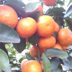 广西钟山县砂糖橘畅销大江南北