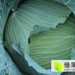 湖南君山洋白菜甘蓝聚焦市场