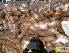 围场围场赵东兴11月荷兰十五土豆