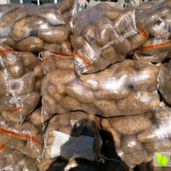 围场围场赵东兴11月荷兰十五土豆