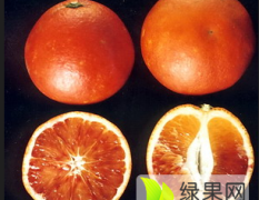 塔罗科血橙柑橘类