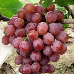 大荔葡萄名扬天下下寨张伟诚信合作