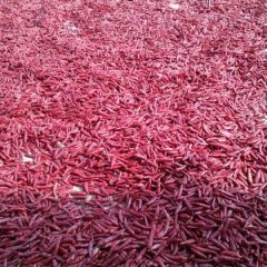 2015通许辣椒值得出手4.2-4.5