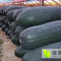 大丰冬瓜火爆招商中,方强郭武镇诚信合作