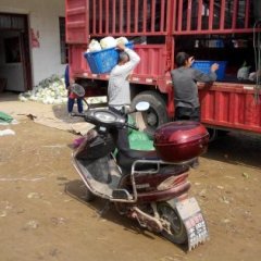 湖北天门市菜花海量供货中