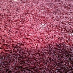 2015通许辣椒再不来就没机会了！4.2-4.5