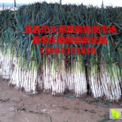 昌邑大章老夏11月章丘大葱
