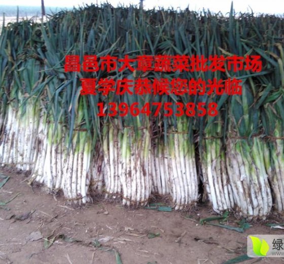 2015年山东昌邑章丘大葱价格