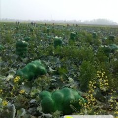 2015君山甘蓝俏销大江南北