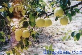 2015砀山梨走过路过不要错过