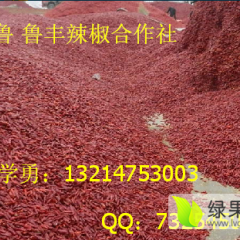 开鲁辣椒名扬天下东风马学勇诚信合作