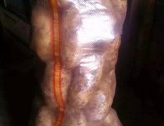 河北围场荷兰十五土豆火热上市
