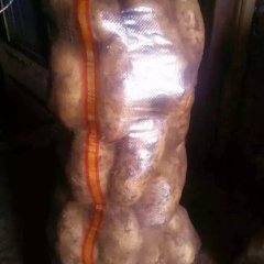 河北围场荷兰十五土豆火热上市