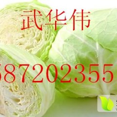 嘉鱼甘蓝聚焦市场,潘家武华伟诚信合作