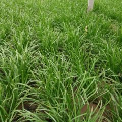 尉氏韭菜绿色无公害庄头张少华诚信合作