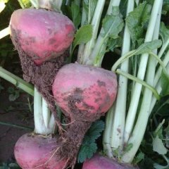 河间自家种植【蔓菁】红皮黄壤26亩.