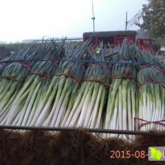 2015东昌府大葱现在订货有惊喜