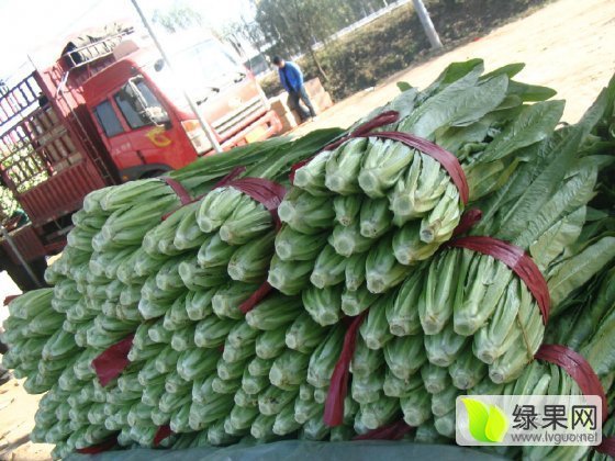 2016年河北永年无斑油麦菜价格