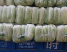 滕州市大坞镇大刘庄蔬菜生产基地
