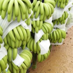 桂平香蕉价格行情平稳,沙子陈礼榜诚信合作