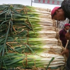 山东昌邑长白大葱诚信代收 质量好货源足