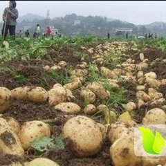 2015围场土豆抓住商机无限