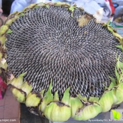 达尔罕茂葵花长势旺盛,石宝文郁诚信合作