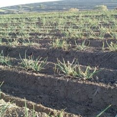 2015会宁旱地红葱2.0元