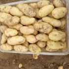2015曲阜土豆现在订货有惊喜