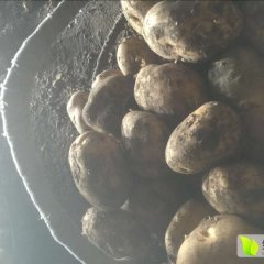 2015牙克石土豆值得出手