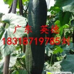 广东 英德：大量供应黑皮冬瓜