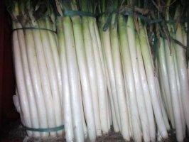 山东平度铁杆大葱聚焦市场