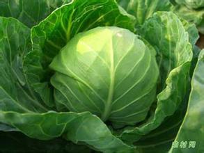 湖南岳阳大量供应 包菜 甘蓝 绿圆 品种齐全