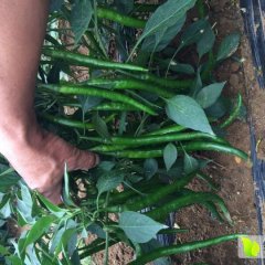 2015合浦辣椒抓住商机无限