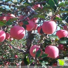 临猗苹果上货量大七级谭建国诚信合作