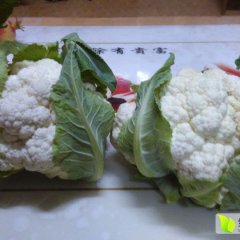 曲周菜花产销两旺,侯村王海永诚信合作