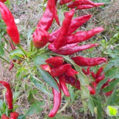 尉氏段庄张小松11月三樱椒辣椒