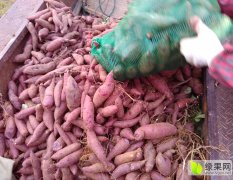 2015年新上市的越南紫薯，大小均匀，色泽匀称