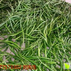 广西博白线椒辣椒绿色无公害