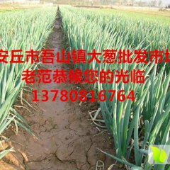 2015安丘大葱抓住商机无限