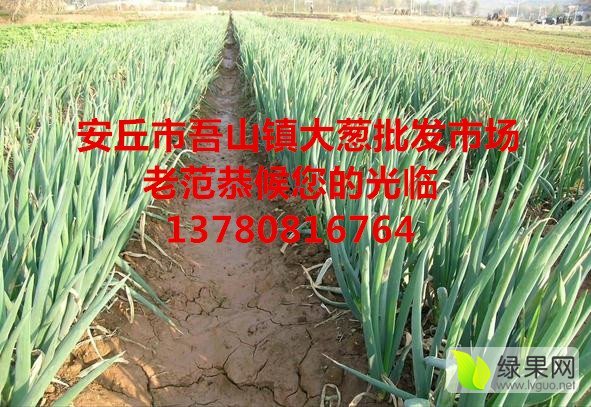 2015年山东安丘铁杆大葱价格