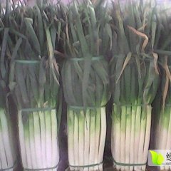 平度白沙河秋季钢葱大葱