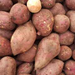 雁江红薯口感爽口,临江赵小龙诚信合作