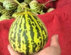 2015莘县甜瓜收购工作全面开展