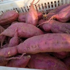 东港三庄李海波11月徐薯18号红薯