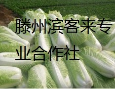 滕州北京新三号白菜大量上市