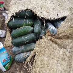 2015沁阳冬瓜价格波动不大