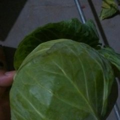 铜山甘蓝、花菜大量上市张庄张书林诚信合作