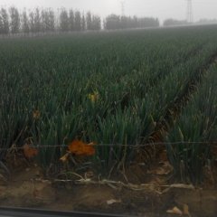 山东平度铁杆大葱著名品牌