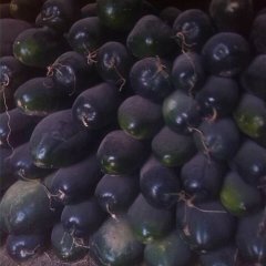 新市冬瓜火爆招商中小地吴国胜诚信合作